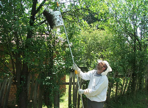 hvatanje roja uz pomoc stapa i kofe